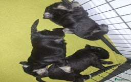 Miniature Schnauzer dogs for sale: 3 adorable miniature schnauzer puppies  - Image 14