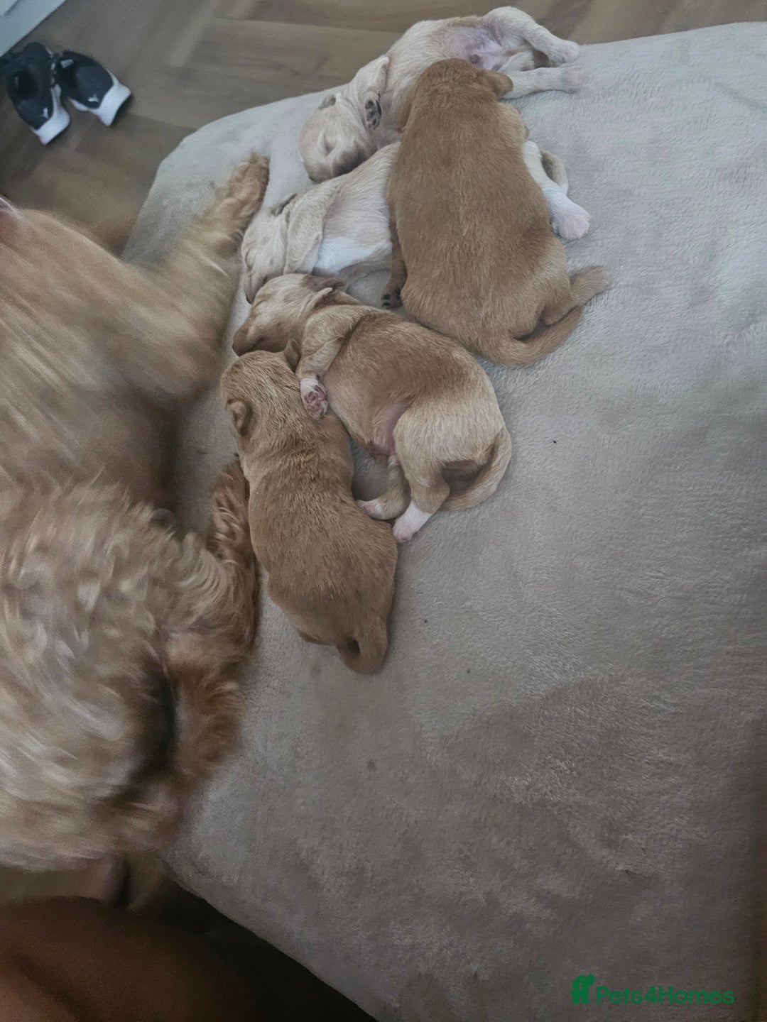 Schnoodle dogs for sale: 5 Adorable Schnoodle Puppies ❤️🩷💚💙🧡 - Image 6