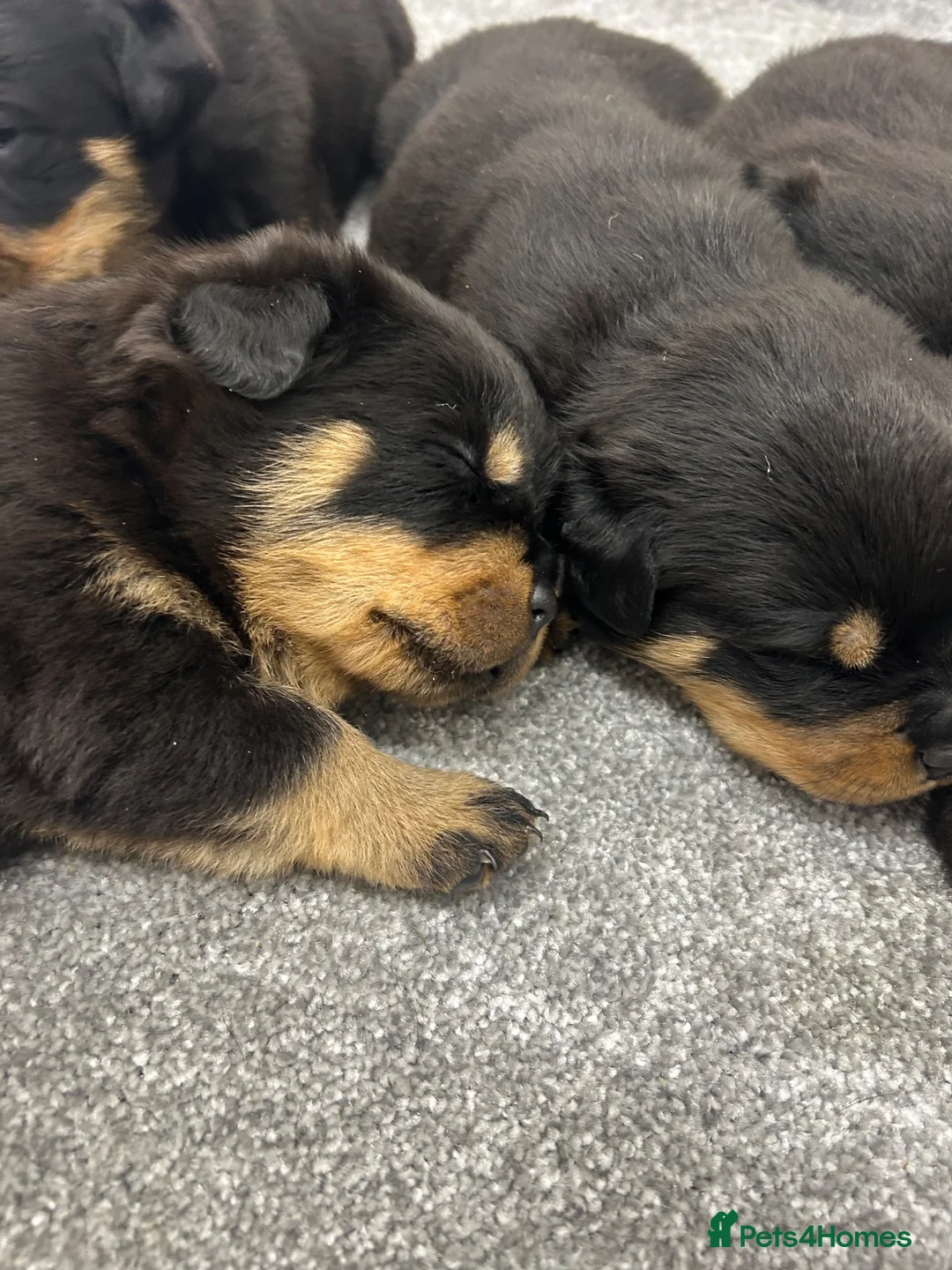 Rottweiler dogs for sale: KC Rottie puppies  - Advert 11