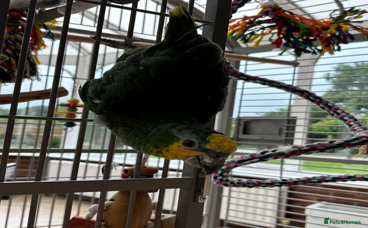 Parrots birds - Advert 3