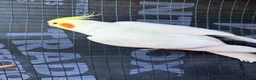 Cockatiels birds for sale: 2 lutino Cockatiels for Sale – Friendly Pair - Advert 3