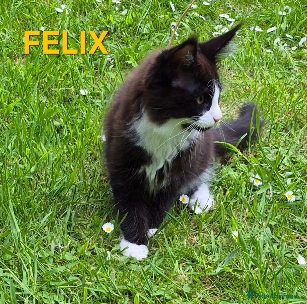 Maine Coon cats XL maine coon kittens GCCF  - Advert 8