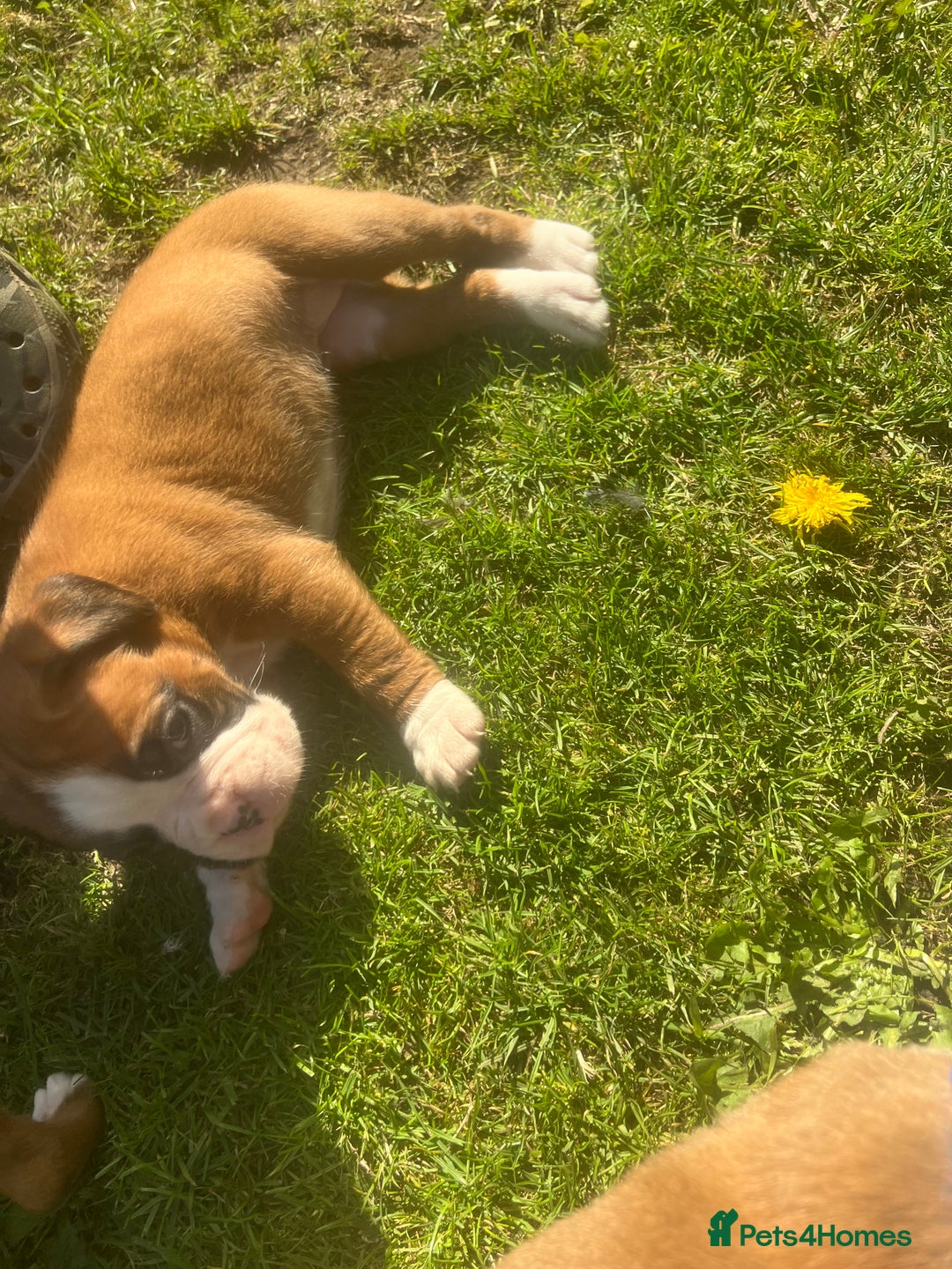 Boxer dogs for sale: Stunning Kc Boxer Puppies - Image 24