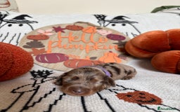 Miniature Dachshund dogs for sale: Longhair miniature dachshund  - Image 9