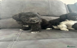Jackapoo dogs for sale: Poodle x ready now  - Image 9