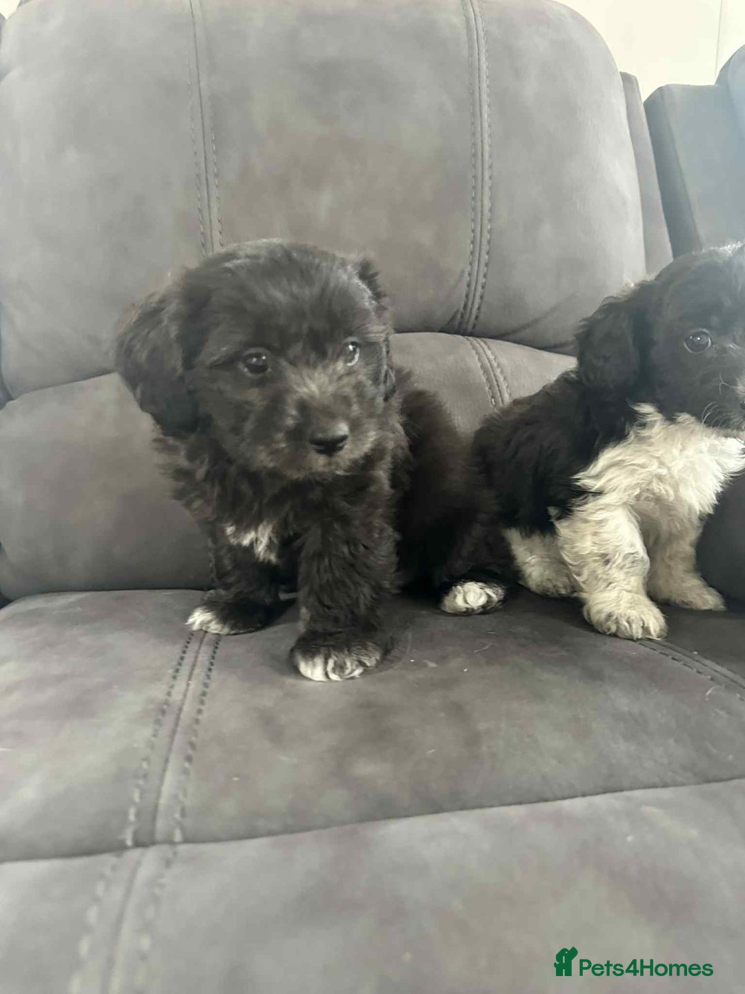 Jackapoo dogs for sale: Poodle x ready now  - Image 9