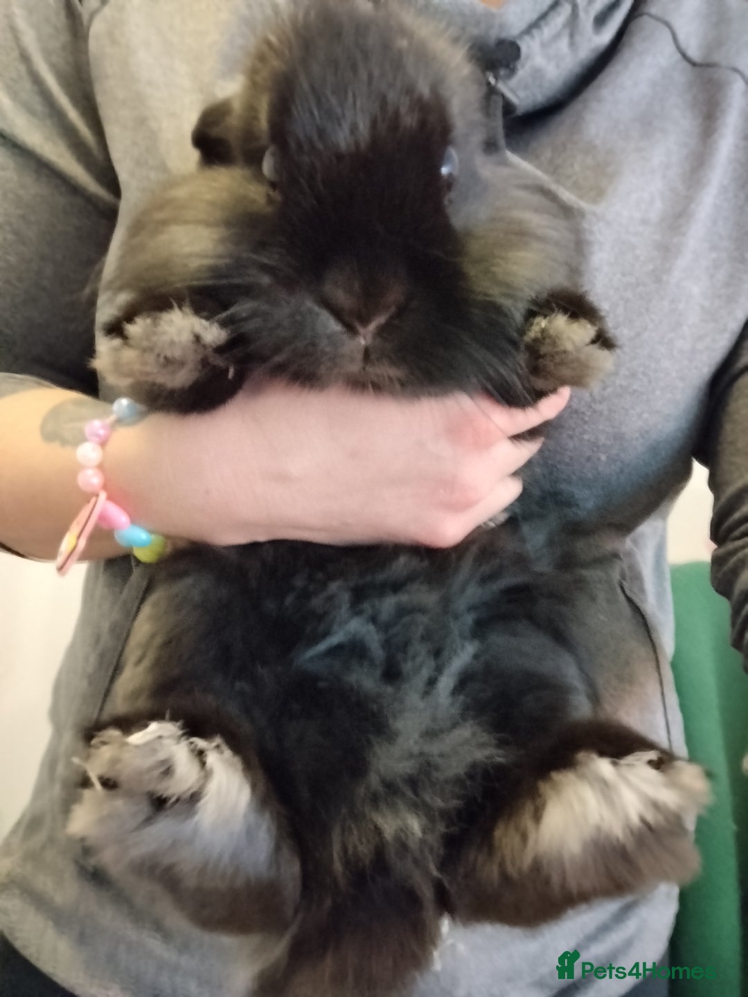 Mini Lion Lop rabbits for sale: Mini lion lop bonded pair - Advert 6