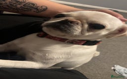 Pug dogs for sale: Female pug 2 years old  - Image 1