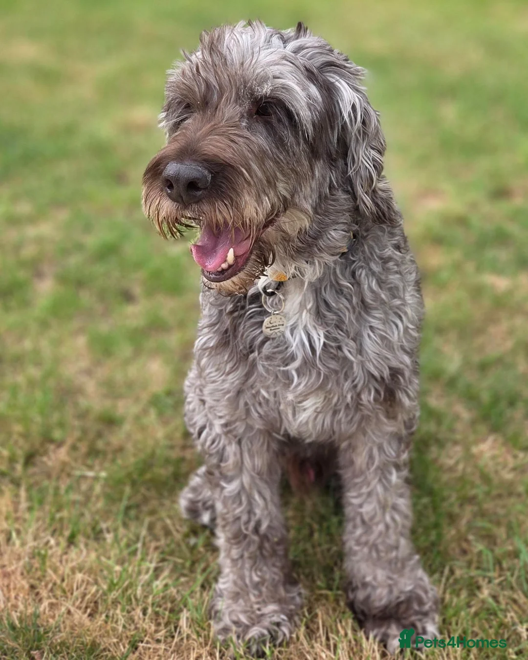Mixed Breed dogs for adoption: Cookie looking for his happy ever after  in Stroud - Advert 4