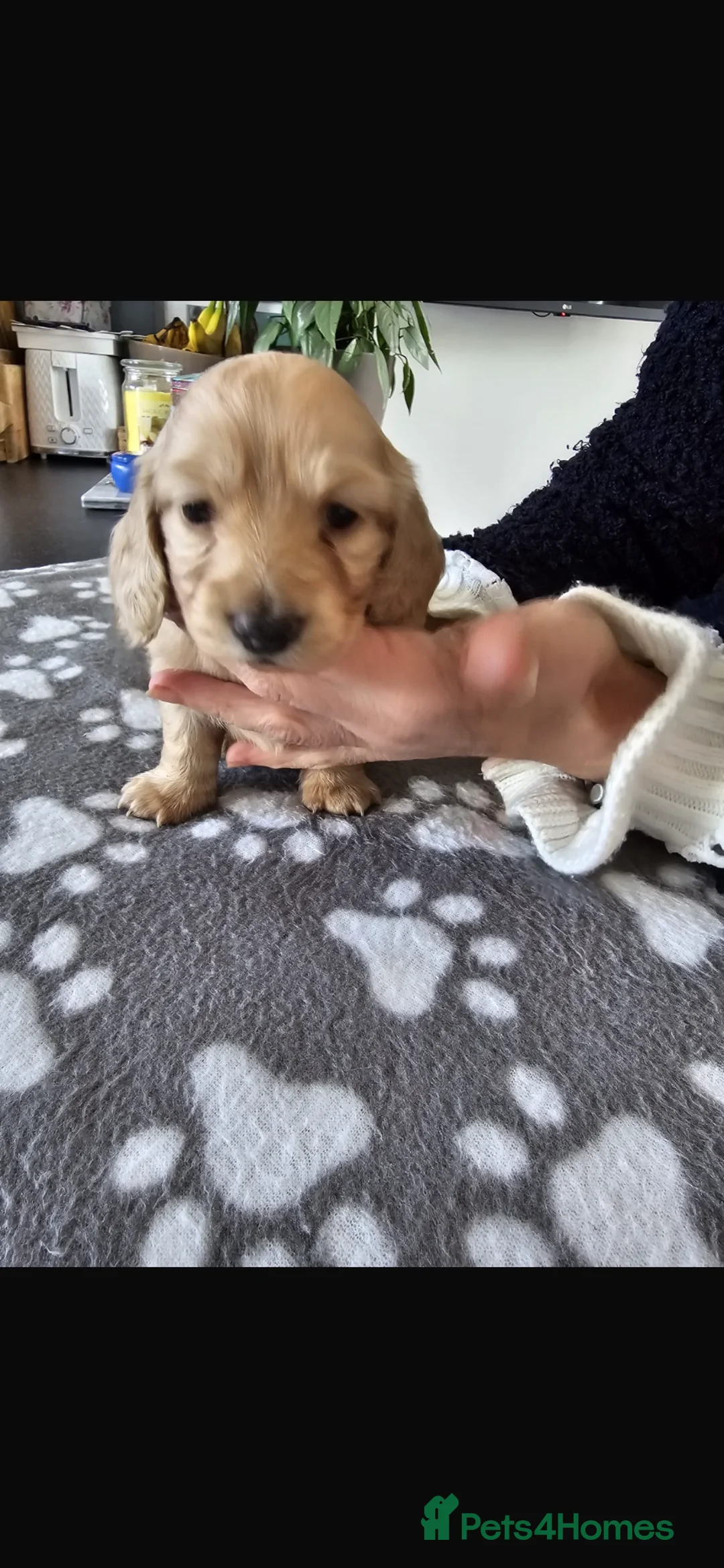 Miniature Dachshund dogs for sale: Miniature Long haired Dachshund pups - Advert 2