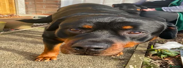 Loki