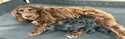Cockapoo dogs for sale: Cockapoo puppies - Advert 22