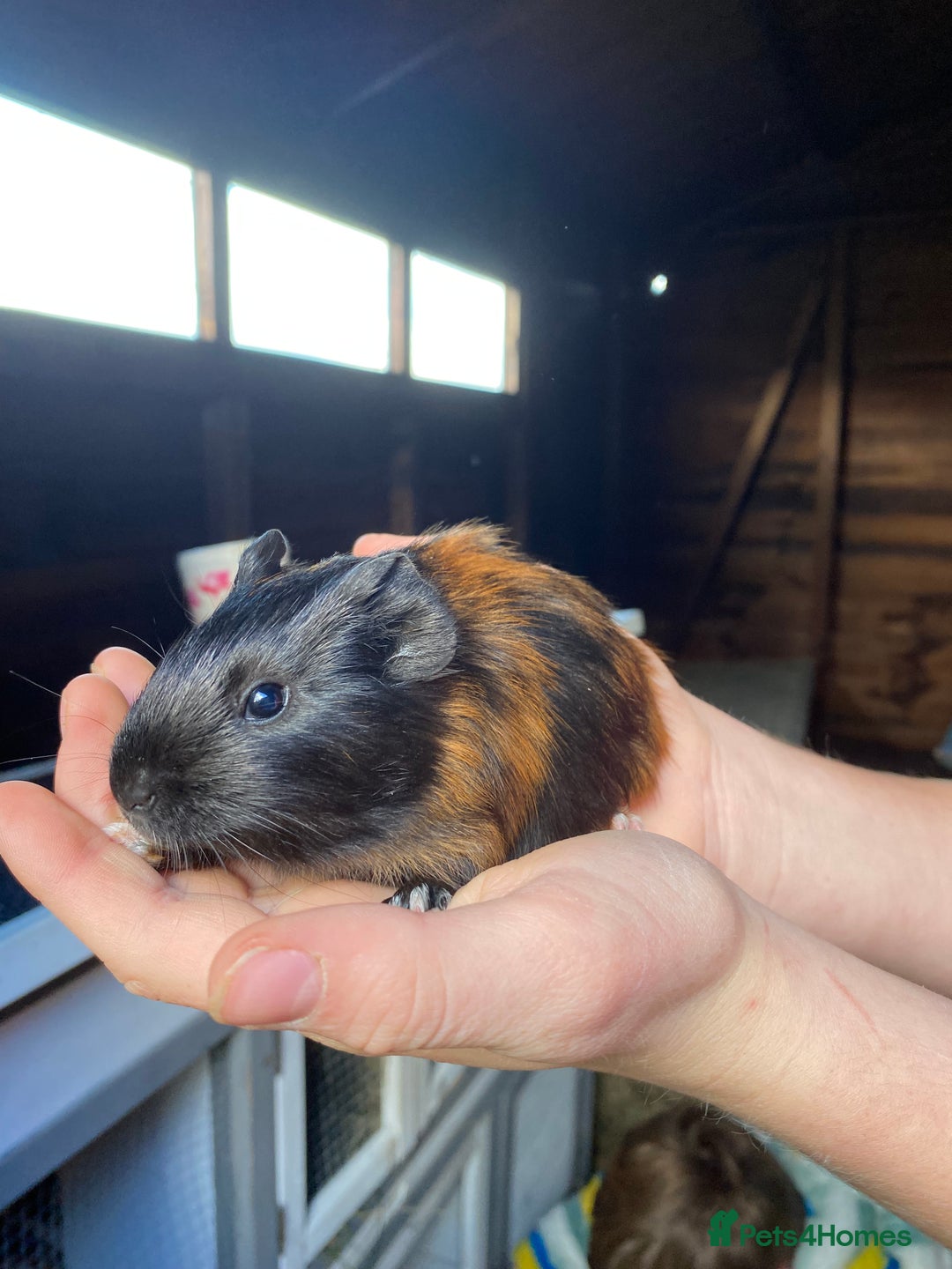 Guinea Pig rodents for sale: Well handled Guinea pigs  - Image 4