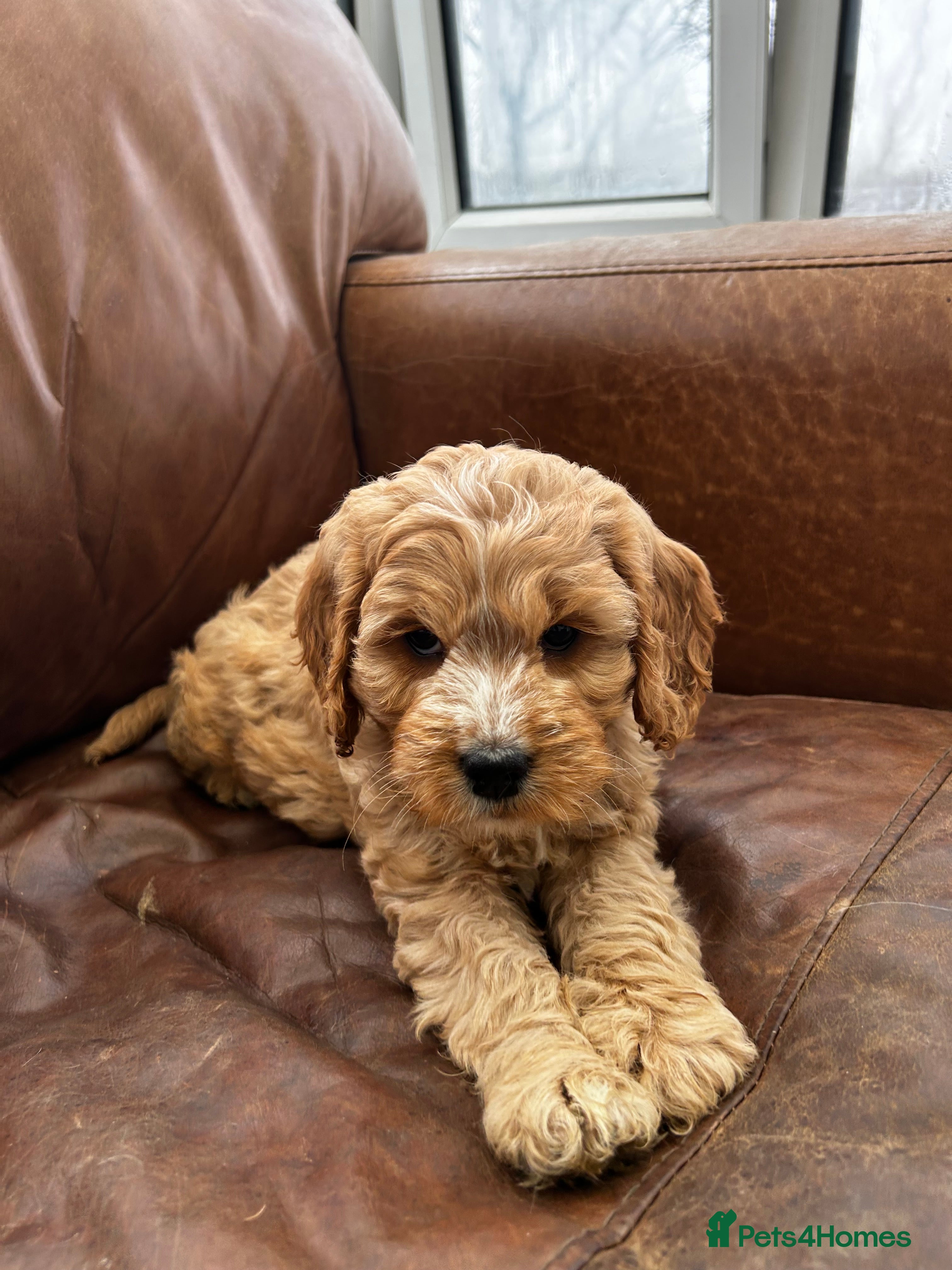 Cockapoo dogs READY TO GO 3 Golden Cockapoos  - Advert 9