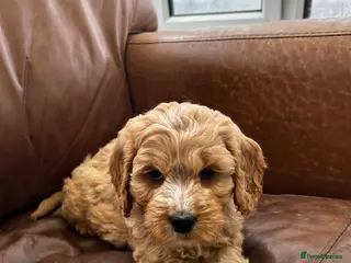 Cockapoo dogs READY TO GO 3 Golden Cockapoos - Advert 2