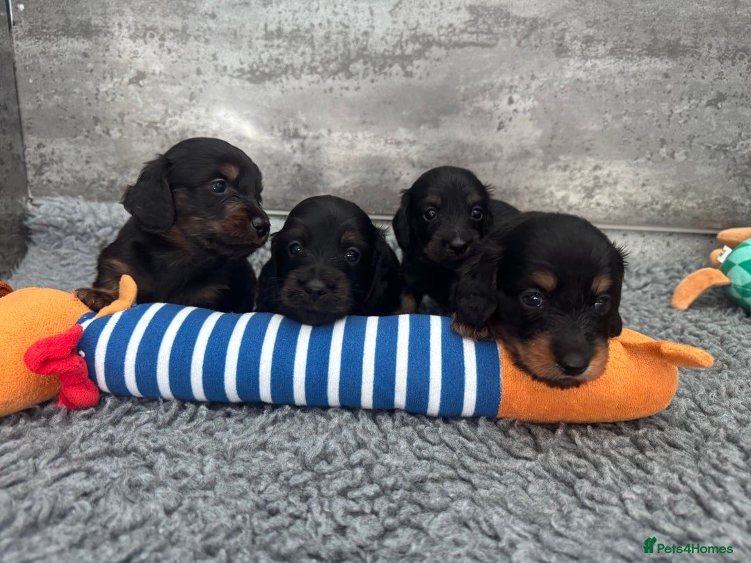 Miniature Dachshund dogs for sale: Ready now miniature long haired dachshunds in Stowmarket - Image 17