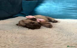 Miniature Schnauzer dogs for sale: Beautiful litter of Miniature Shnauzers  - Image 8