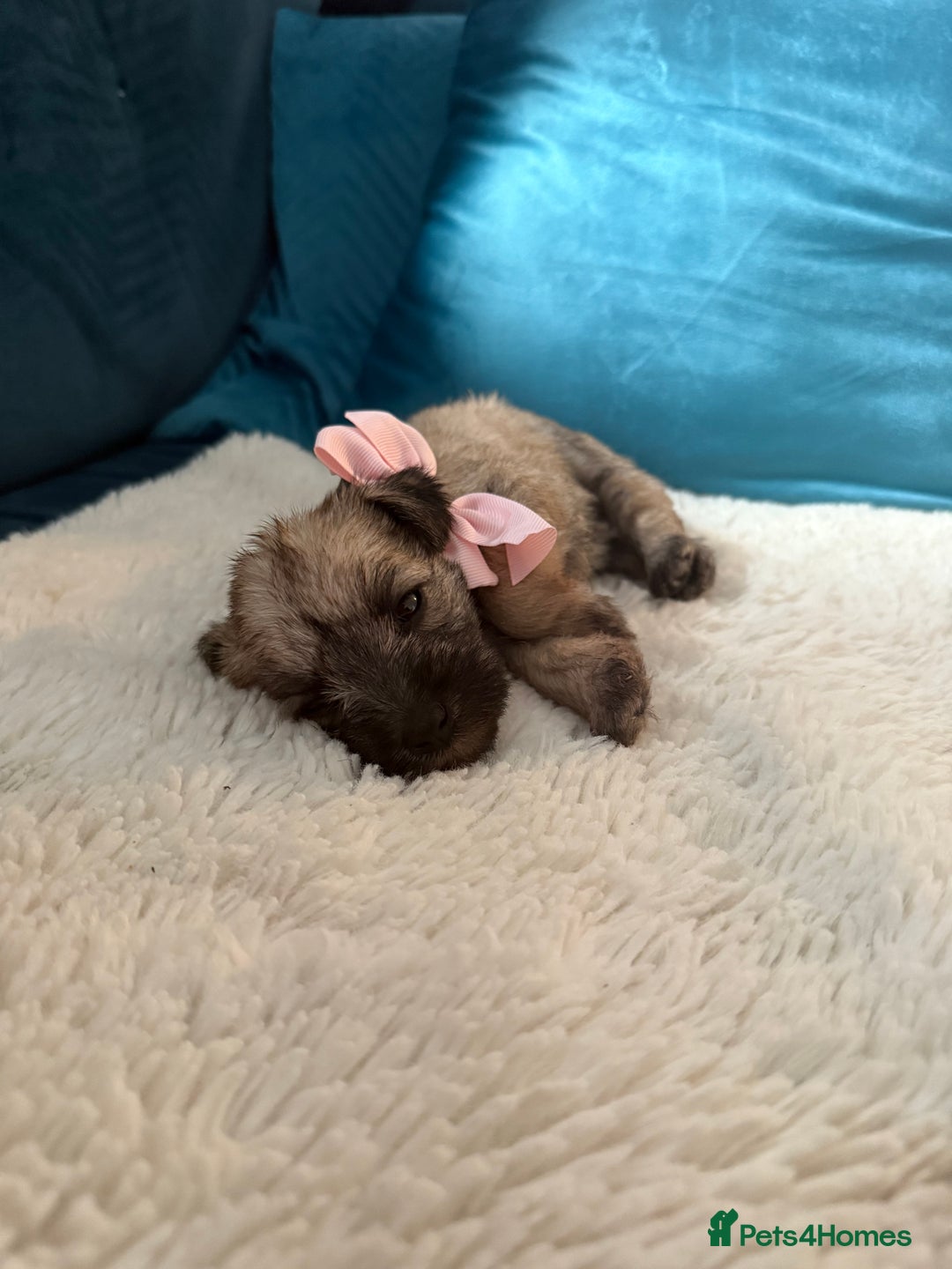 Miniature Schnauzer dogs for sale: Beautiful litter of Miniature Shnauzers  - Image 8