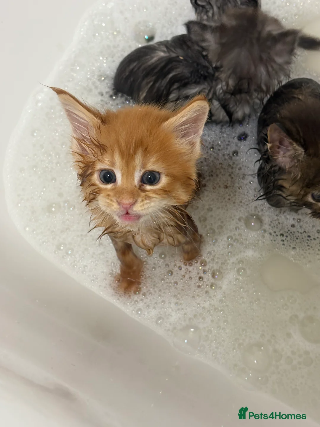 Maine Coon cats for sale: TICA registered Maine coon kittens - Advert 9