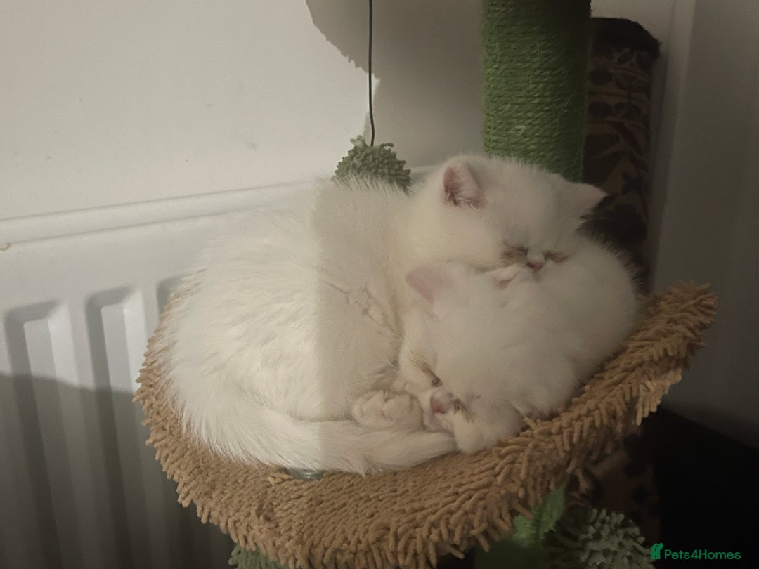 Persian cats for sale: Persian super  **  kittens  - Advert 9