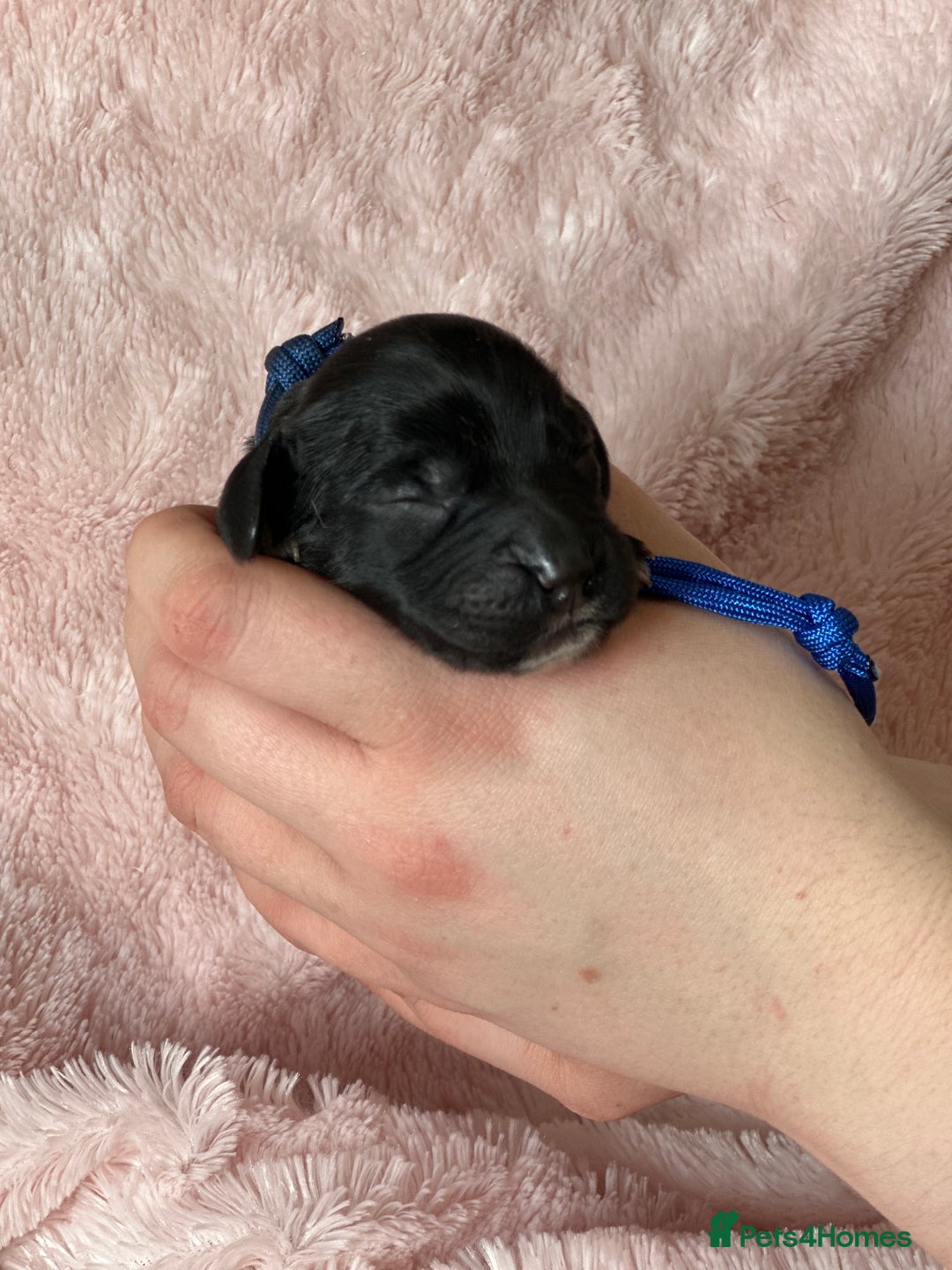 Cocker Spaniel dogs for sale: Cocker Spaniel Pups - Solid & Roan - Farlavale - Advert 18