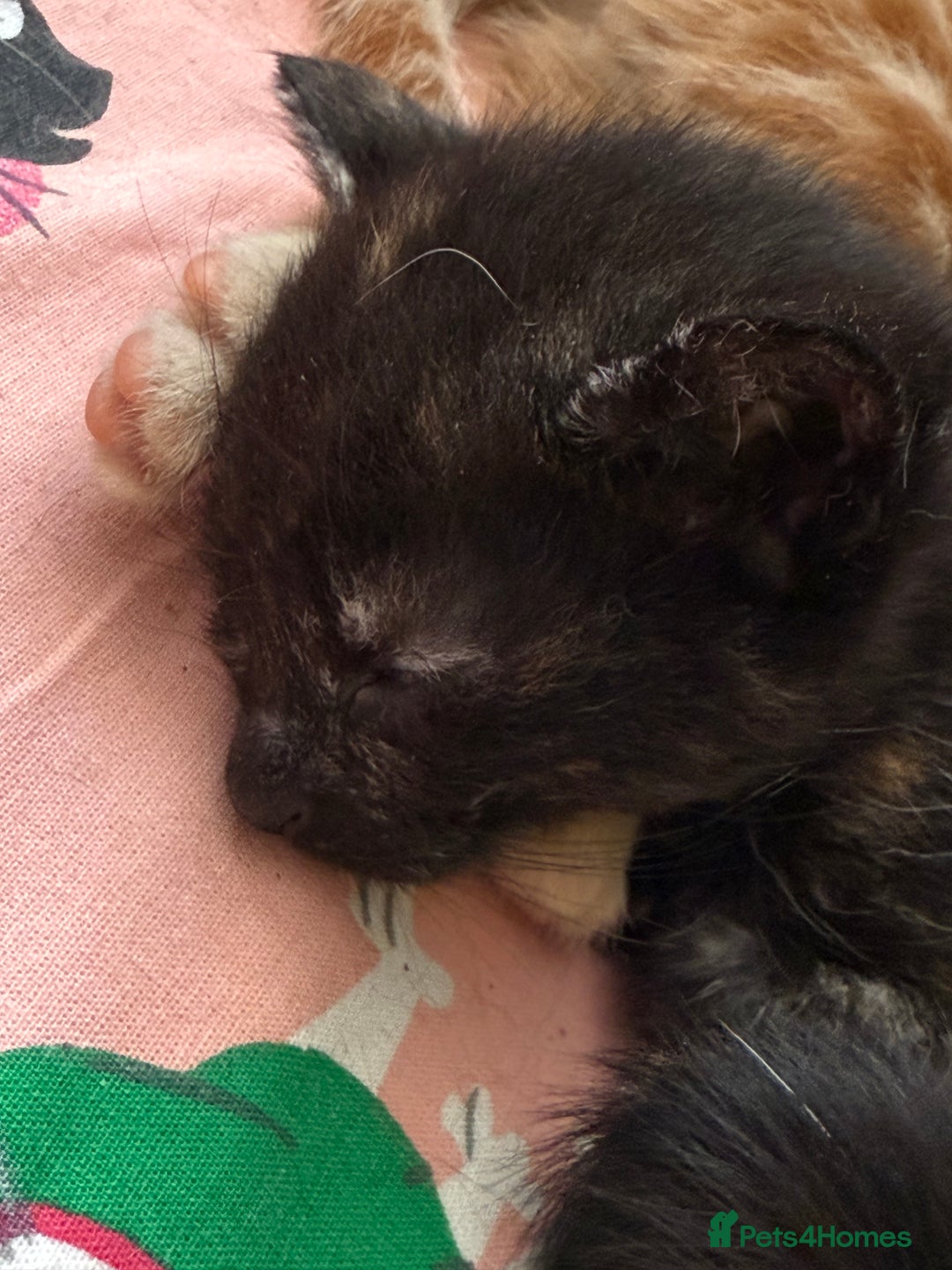 Mixed Breed cats for sale: 2 girl kittens  - Image 8
