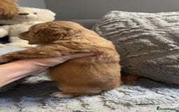 Cockapoo dogs for sale: Gorgeous f2 cockapoo pups  - Image 16