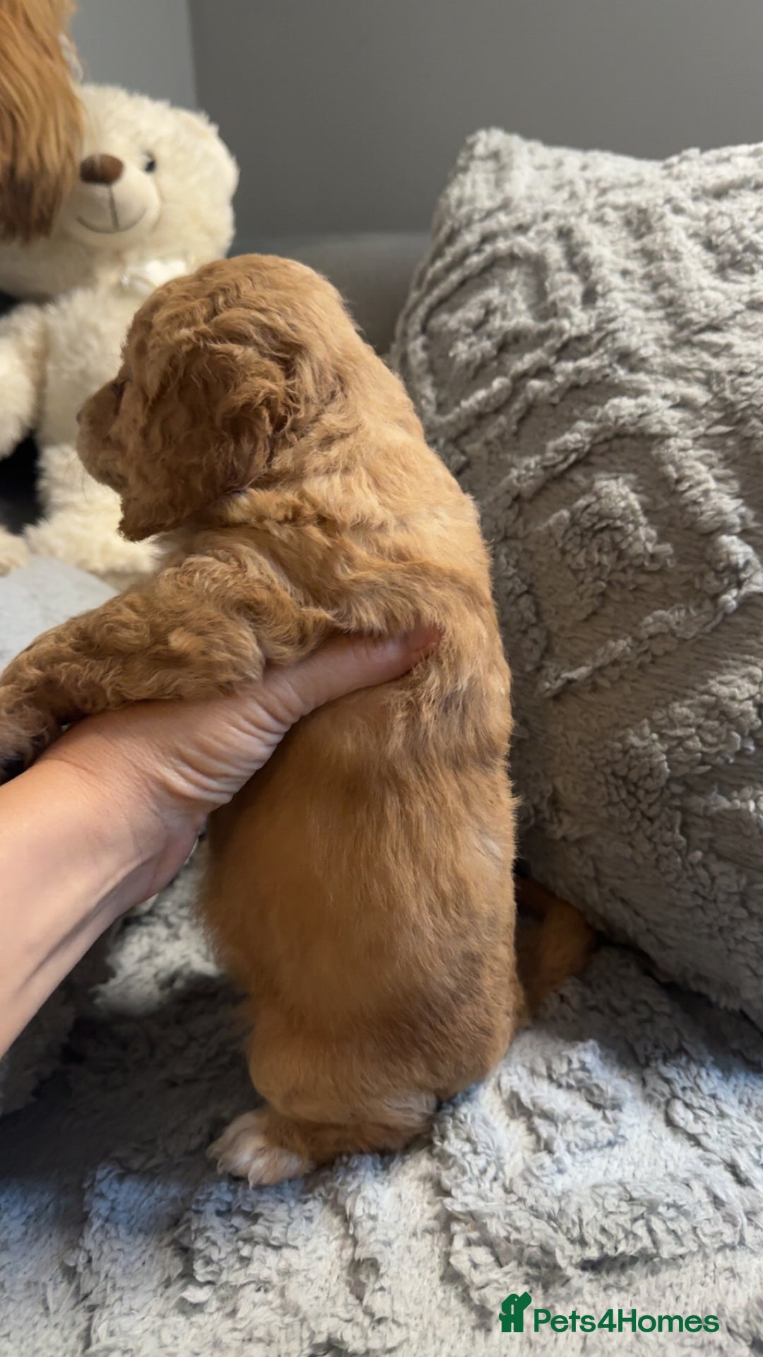 Cockapoo dogs for sale: Gorgeous f2 cockapoo pups  - Image 16