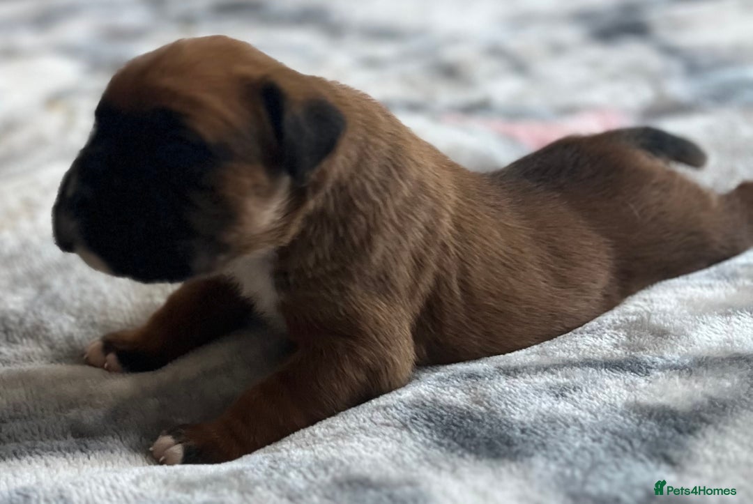 Boxer dogs for sale: Beautiful boxer babies bob/long  - Image 13