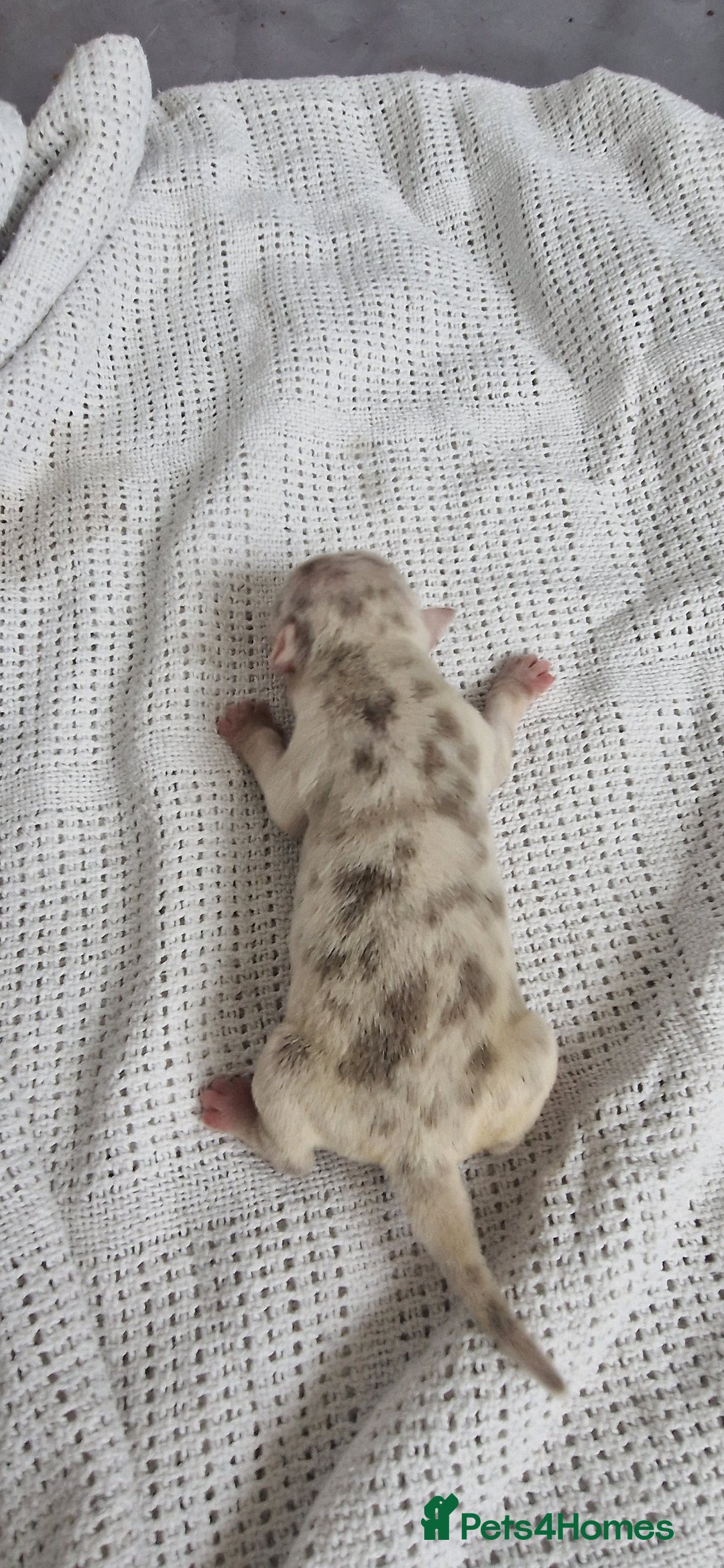 Mixed Breed dogs for sale: 8 Bully X Puppies  - Image 22