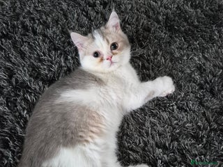 British Shorthair cats Ready now , Blue Golden and white boy - Advert 3