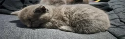 Mixed Breed cats for sale: Last grey kitten - Advert 9
