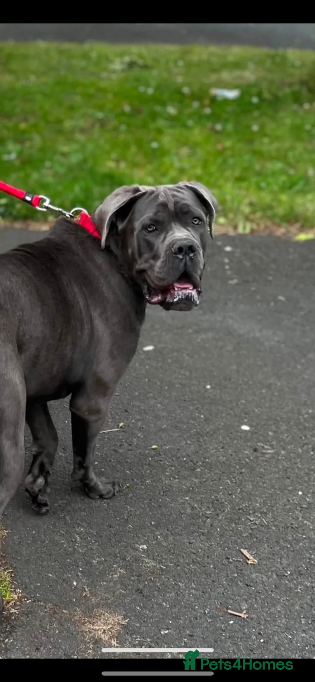 Cane Corso dogs for sale: Cane corso Italian mastiff full pedigree  - Advert 5
