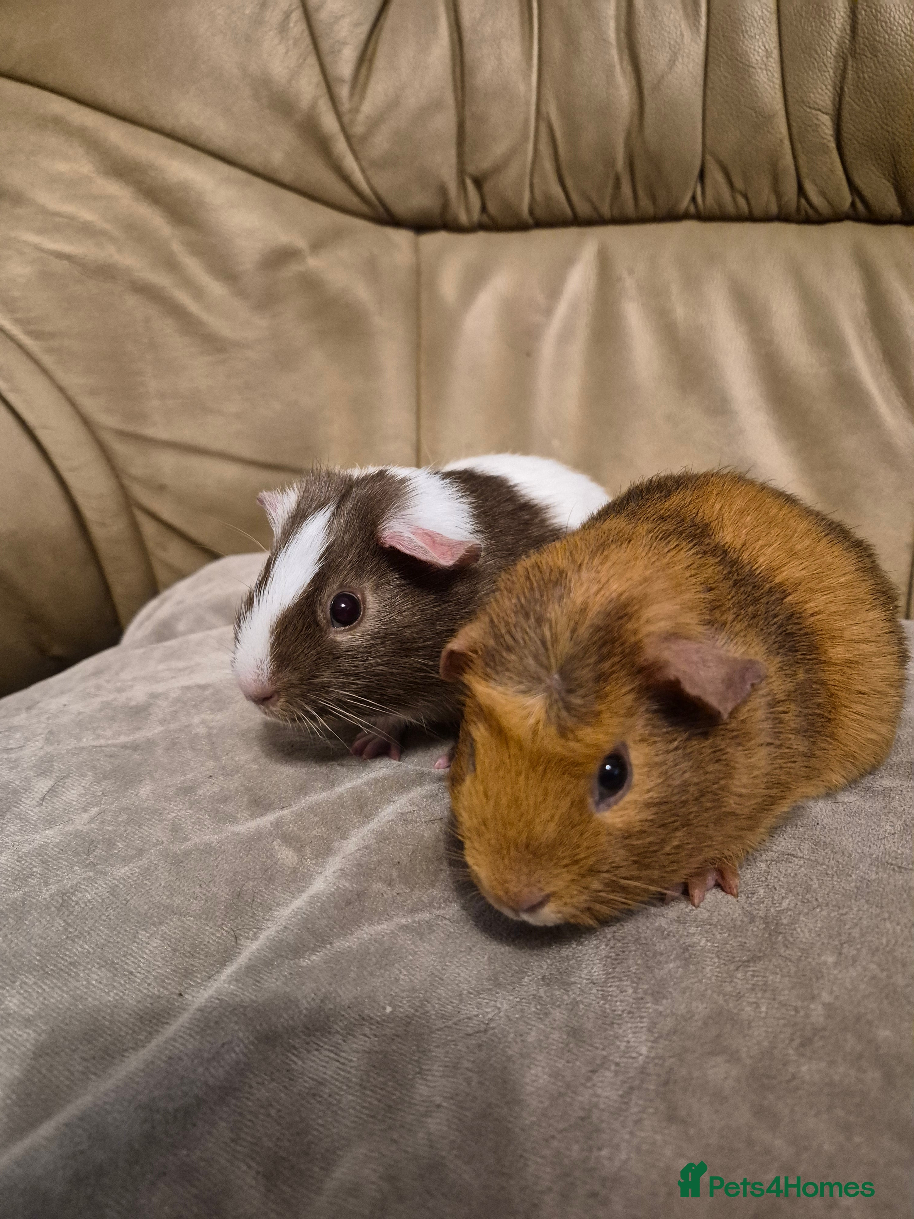 Guinea Pig rodents 2 Adorable Male Baby Guinea Pigs - Advert 13