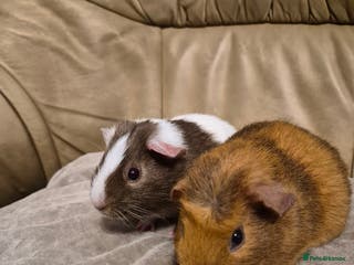 Guinea Pig rodents 2 Adorable Male Baby Guinea Pigs - Advert 13