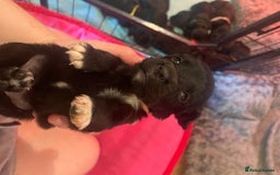 Mixed Breed dogs for sale: Cocker Collie puppies  - Image 16