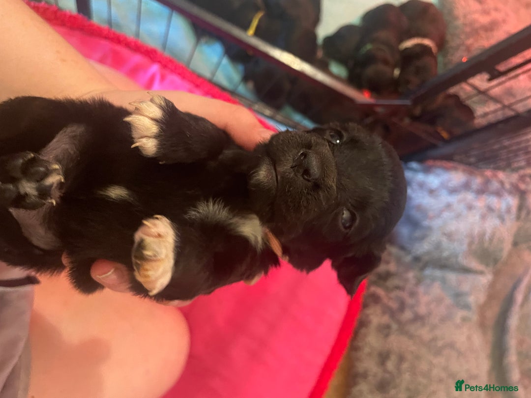 Mixed Breed dogs for sale: Cocker Collie puppies  - Image 16