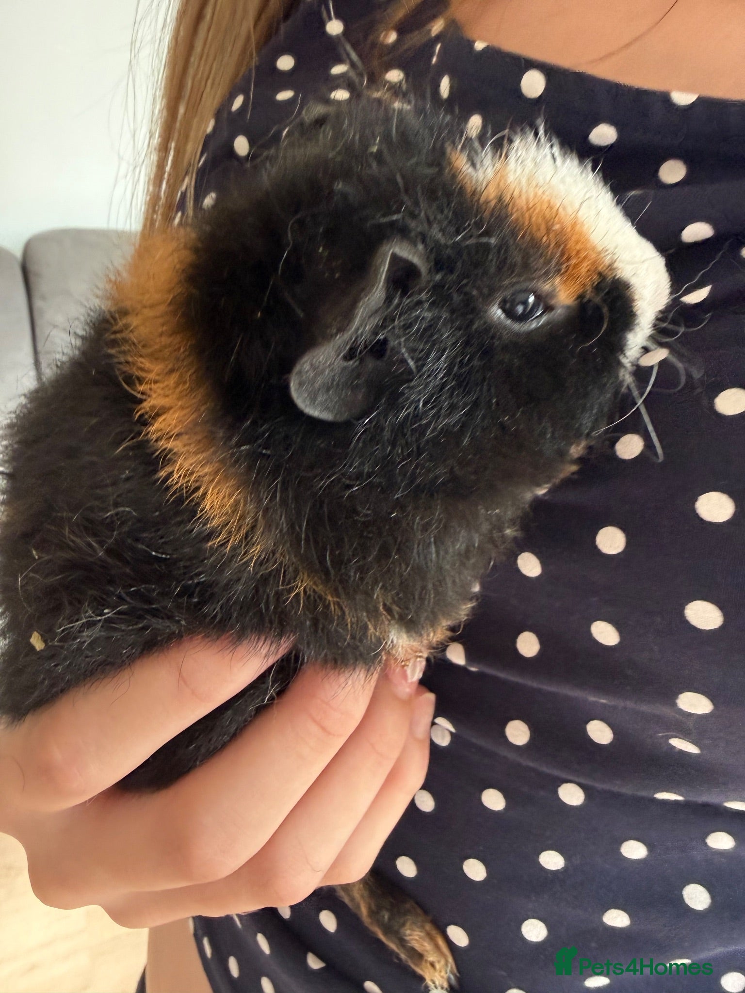Guinea Pig rodents Baby male guinea pig for sale  - Advert 3