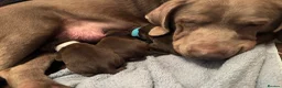 Labrador Retriever dogs for sale: Beautiful Pedigree Lab Puppies For Sale! - Advert 9