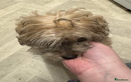 Yochon dogs for sale: Tilly  - Image 6