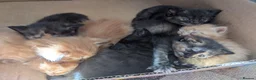 Mixed Breed cats for sale: 1 boy kitten: shadow tabby with white chest. in Taunton - Advert 5