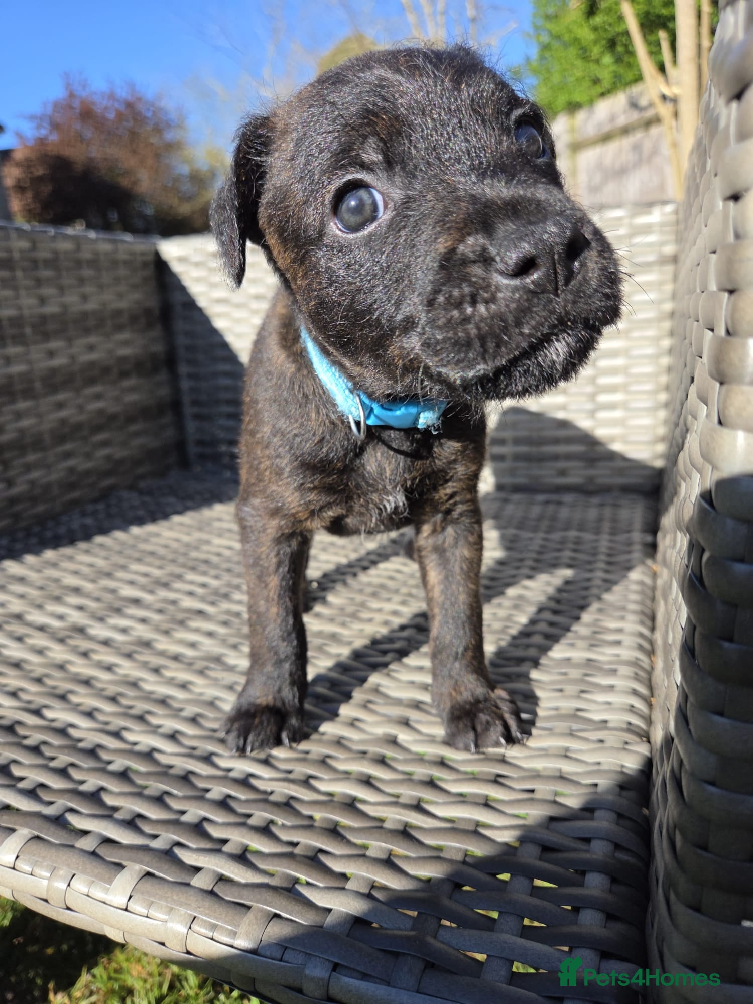 Mixed Breed dogs KC Blue staff X KC Irish terrier puppies  - Advert 2