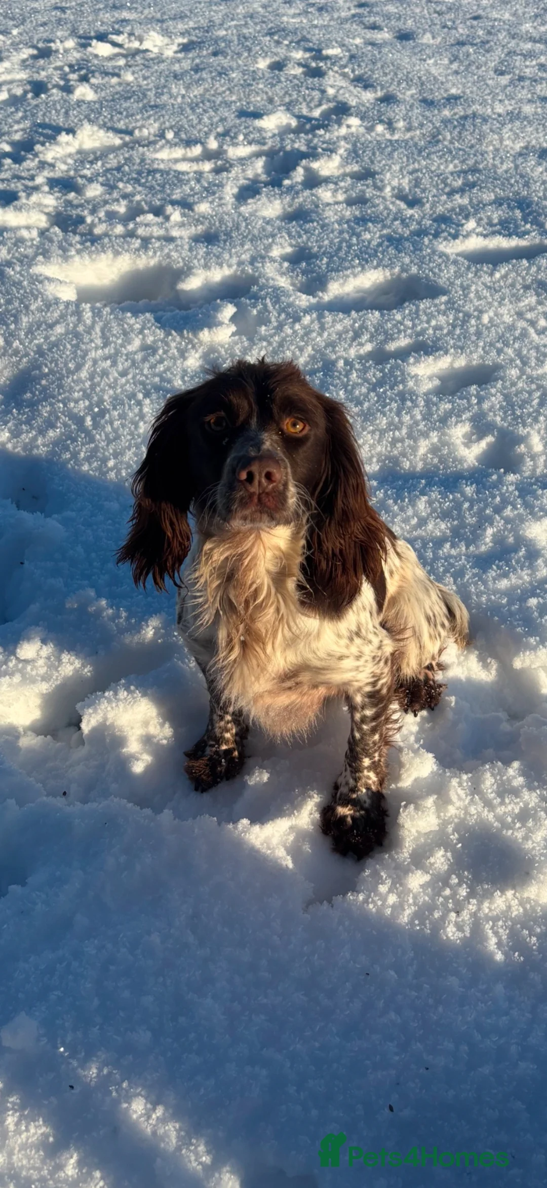 Cocker Spaniel dogs for sale: Beautiful cocker spaniel puppy’s - Advert 4