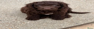 Cockapoo 1