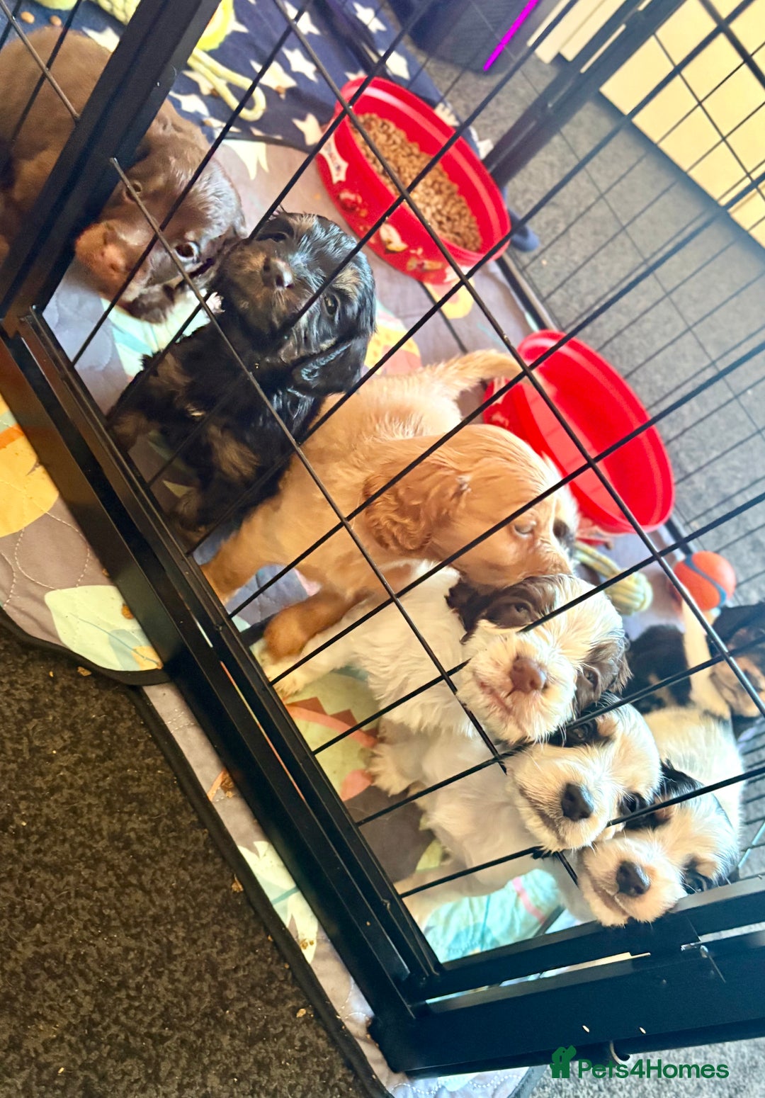 Cockapoo dogs for sale: Cockerpoo puppies  - Advert 1