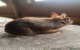 Netherland Dwarf rabbits for sale: Lovely Netherland Dwarf rabbits  - Advert 4