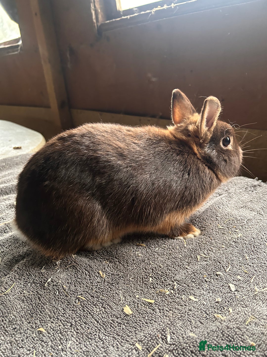 Netherland Dwarf rabbits for sale: Lovely Netherland Dwarf rabbits  - Advert 4