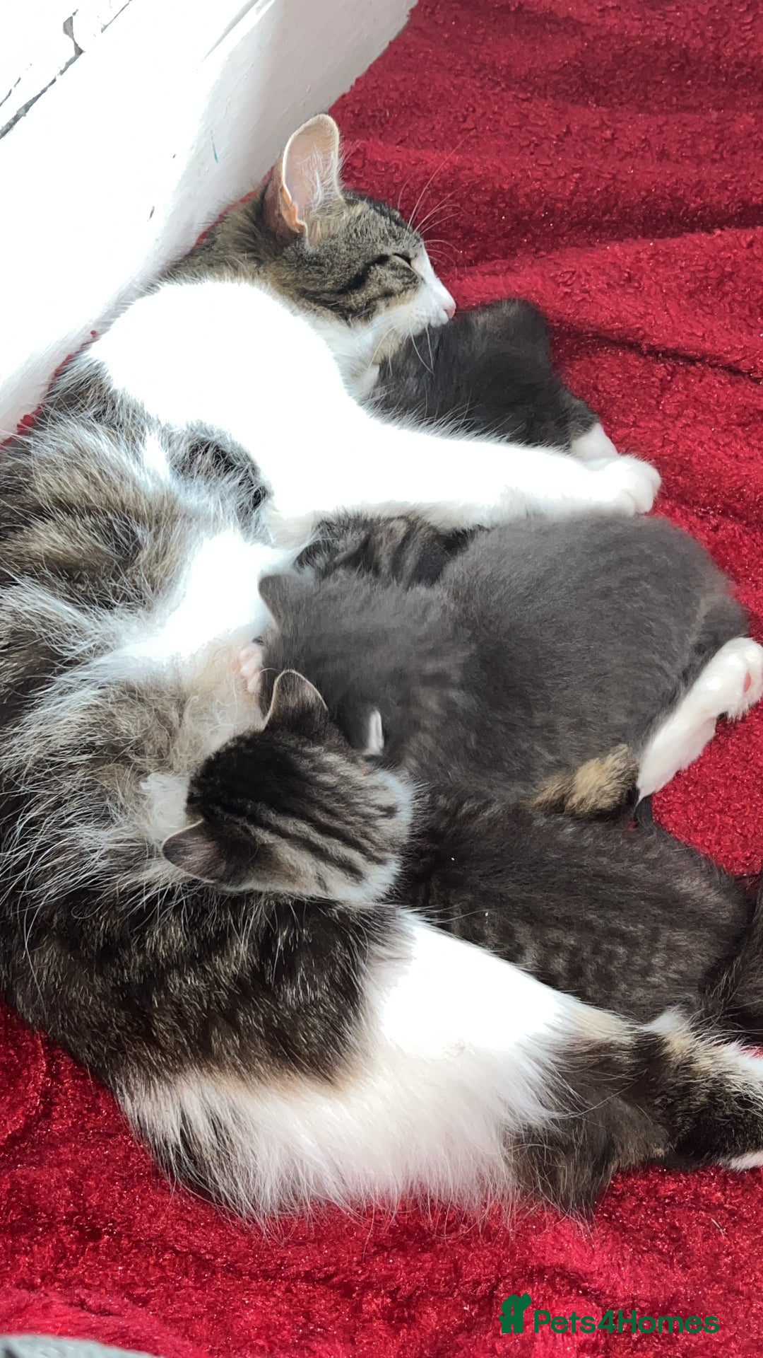 British Longhair cats for sale: Kittens looking for there forever homes  - Image 4