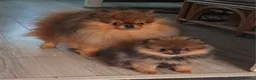 Pomeranian dogs for sale: Gorgeous puppy Pomeranian girl - Advert 2