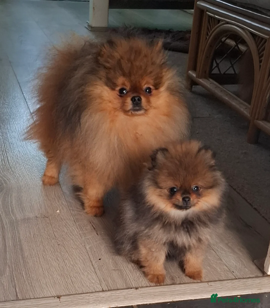 Pomeranian dogs for sale: Gorgeous puppy Pomeranian girl - Advert 2